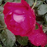 mina rosa