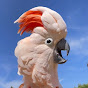 Barney The West Coast Cockatoo