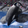 Kasatka16