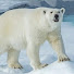 White Bear