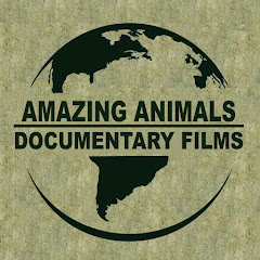 ★Amazing Animals TV★