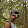 Shalini K