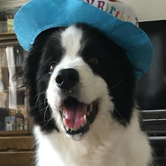 犬の癒やし動画を配信-sh.名前変更アイコン画像