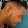 Brandon Mayweather