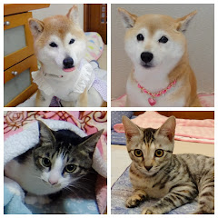 柴犬ひかりといちごと猫ミルキーときららとれもん☆