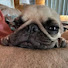 rVeUZhDRZL4-channel-avatar-ポルたび〜Life with pug
