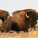 Buffalo Lodge