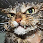 Parole de chat