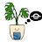 @monstera-plant