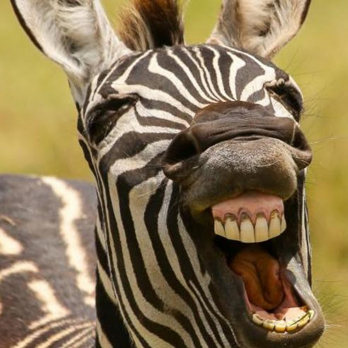 Risate & Natura Net Worth & Earnings (2026)