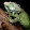 Tyler Iguana