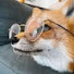 UBWsK1yilYE-channel-avatar-Artistic_fox