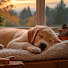 cepeXgFlfnY-channel-avatar-Buddy's Calming