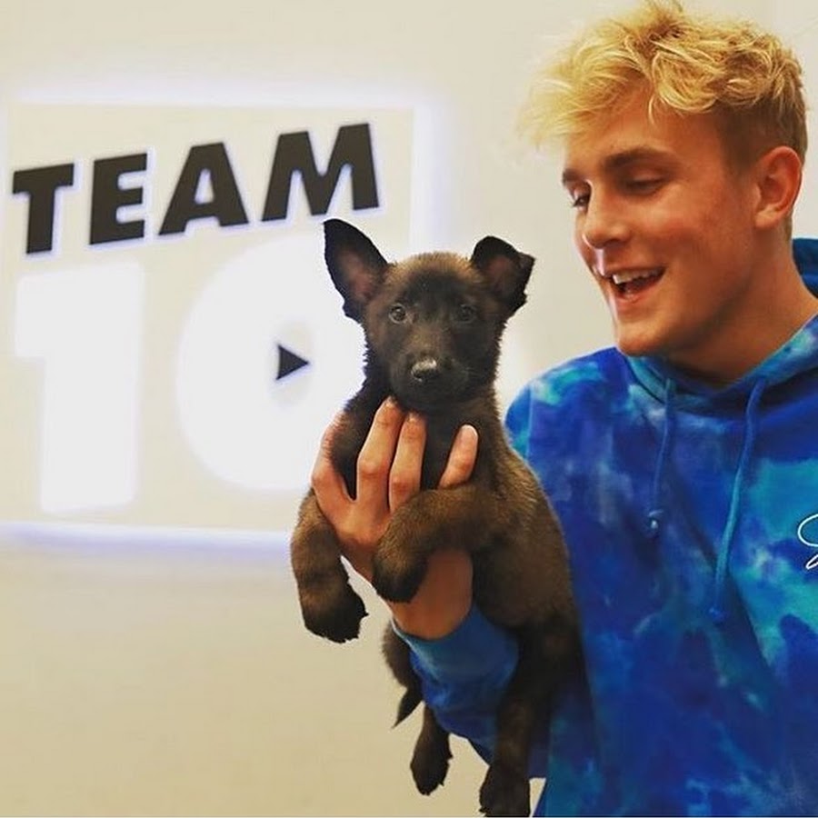 Apollo The k9 YouTube