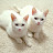 @BonyaAndMonya-2cats