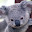 Andrew_koala