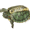 TheTurtleLover09