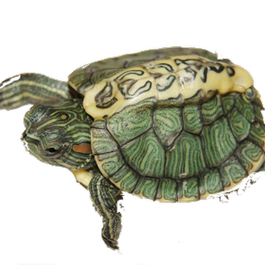 Черепаха 9 8. Красноухая черепаха подвиды. Скелет красноухой черепахи. Анатомия черепахи красноухой. Морская черепаха красноухая.