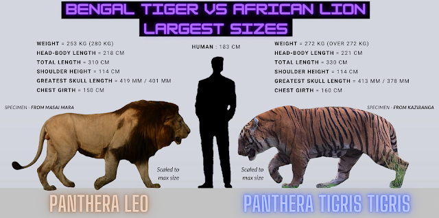 Bengal Tiger/ African Lion Size Comparison, as it says