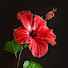 4flfYAfX2yM-channel-avatar-Garden of Bimala
