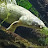 @Ozzythebichir Avatar