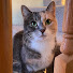 eea8Gc2M0oc-channel-avatar-Emo Floof Support 