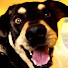 3yecCbuG-OU-channel-avatar-Animitube Puppy