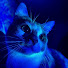 Yiah5hxxh1g-channel-avatar-frshoyo ★