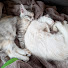 -ofYgeL0Lk0-channel-avatar-Olof & Elsa Maine Coon