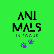 Animals in Focus