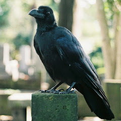 面影橋カラスアイコン画像