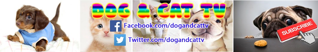 Dog And Cat TV YouTube channel avatar