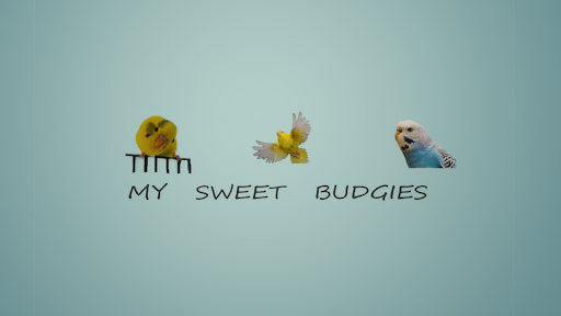 my sweet budgies 🥰🦜 thumbnail