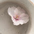 8p4rj_MYf34-channel-avatar-kasumi in bloom