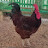 Katropa Heritage and Native Chicken 