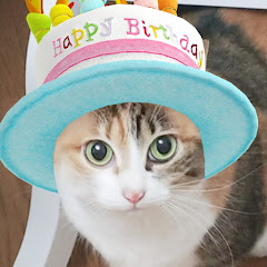 ねこファミリーTV【neko family TV】