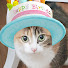 qkPWBreKTw0-channel-avatar-ねこファミリーTV【neko family TV】