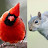 @NatureStarringBirds-Squirrels