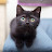 Bagheera: The black cat