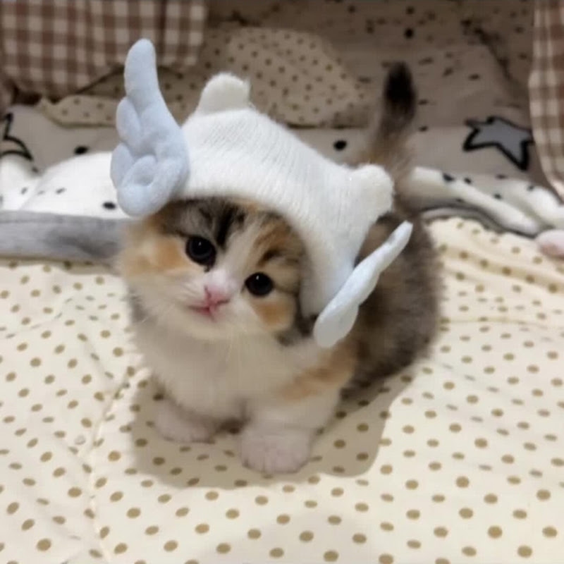 catcatcat YouTubeチャンネル画像