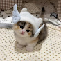 catcatcat