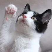 白黒ねこねこ