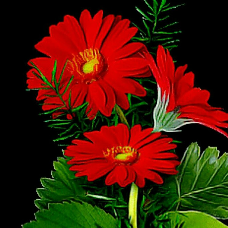 Plants Pets And Nature With God