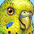 4W7Era43kPM-channel-avatar-Budgie Mind