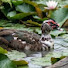 EzOCyGGPjNA-channel-avatar-Rustic Duck