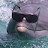Cool dolphin