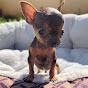 pinscher filhotes Image Thumbnail