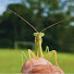 5FEfbd7Pd2U-channel-avatar-Insect Geography 