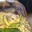 Boop the Sulcata Tortoise