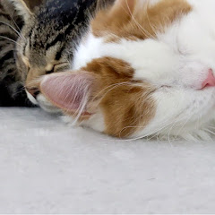 テトもこはくもふうたろうも